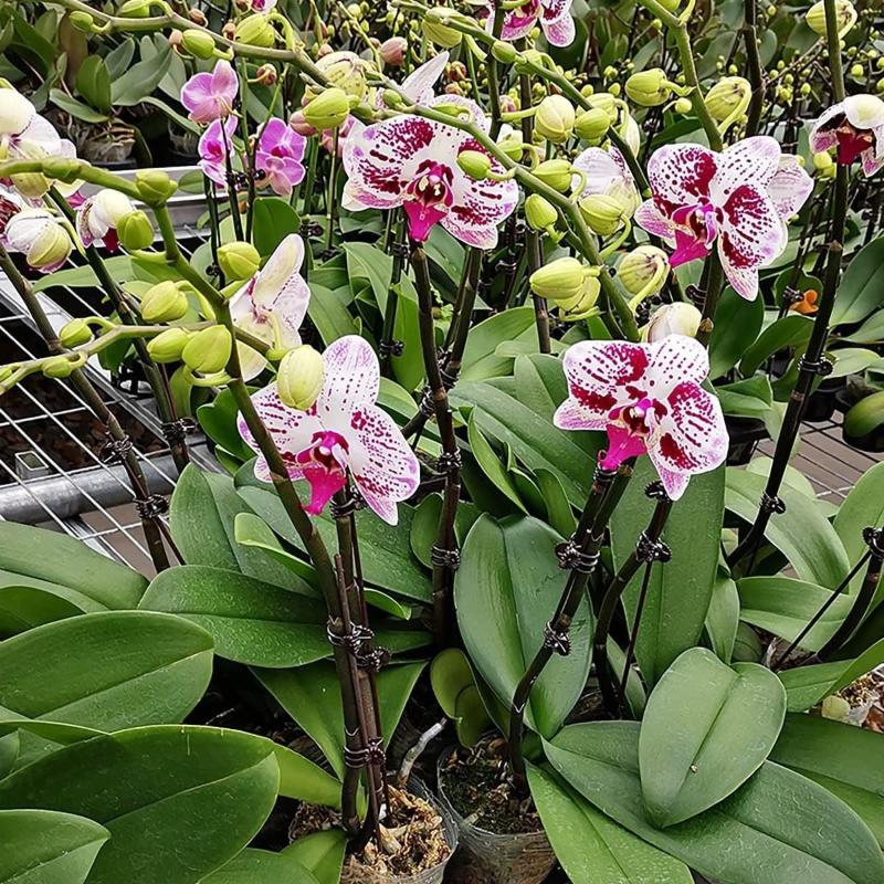 50Pcs Plant Fixed Clip Butterf - Home Security Adt のレビューと価格